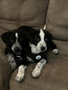 Both of the pups on the couch.