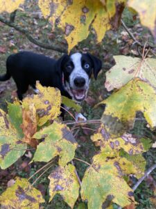 Watching mom through the leaves.